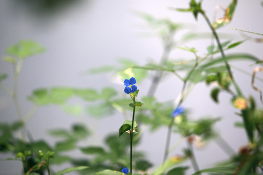 鴨跖草