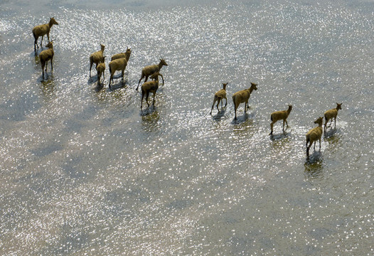 江苏盐城麋鹿国家级自然保护区