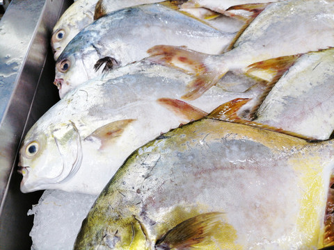 金昌魚