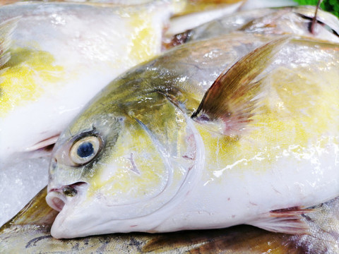 金昌魚