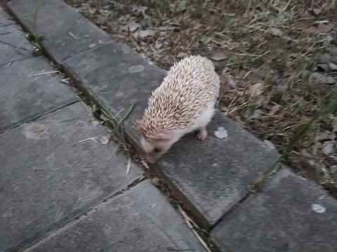 豪豬1