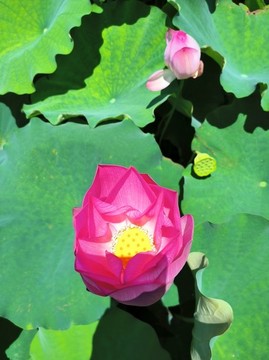 荷花