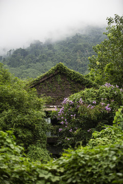 爬墻虎木屋