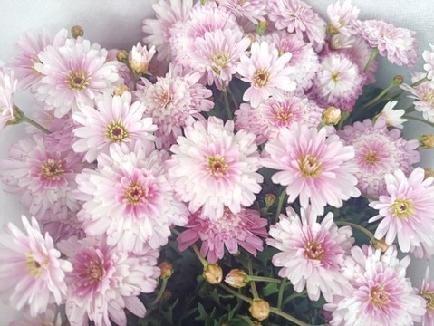 雛菊