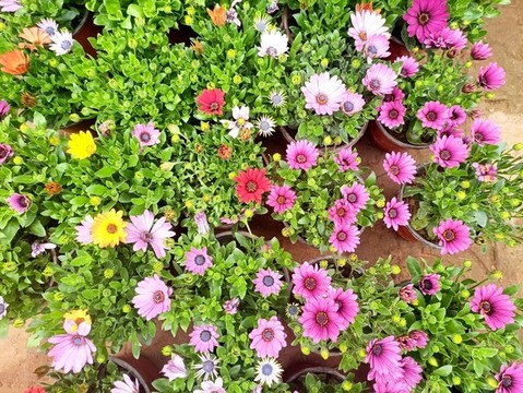 菊花