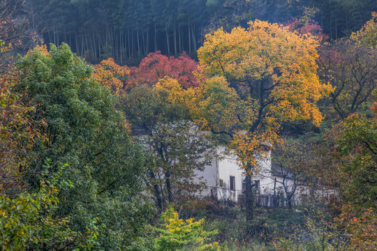 協(xié)里村