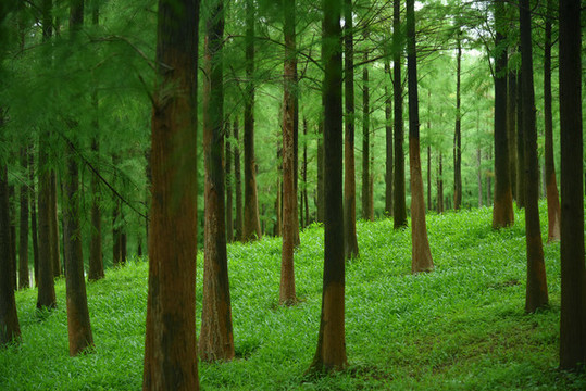 落羽杉樹(shù)林