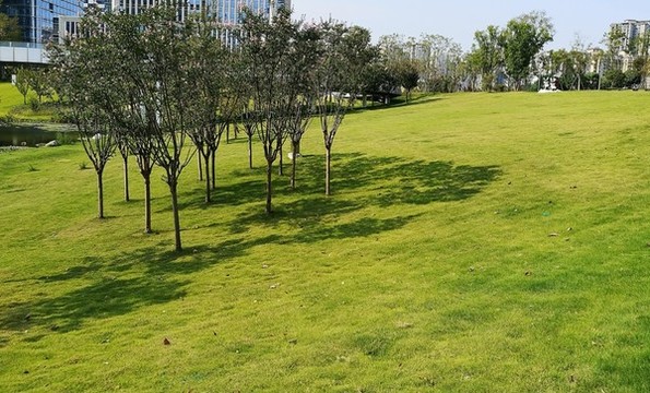 陽光草地