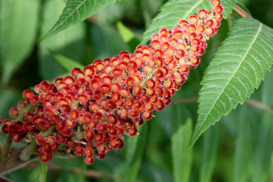 火炬花