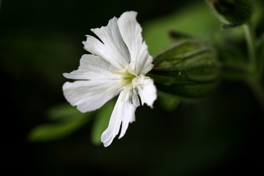 木槿花