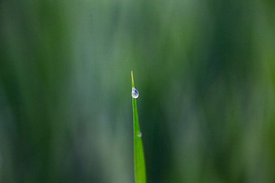 白露