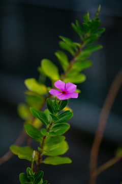 長春花