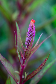 雞冠花
