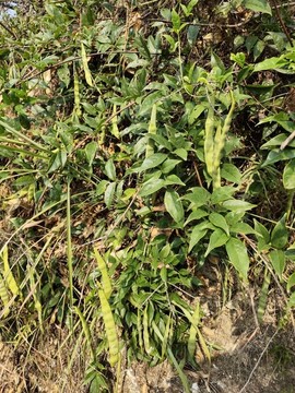 豆科植物雞血藤的莢果