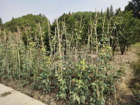 長豆角種植