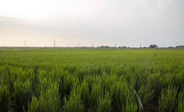 田園風(fēng)光