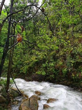 姑婆山風(fēng)光