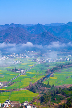 柯村油菜花