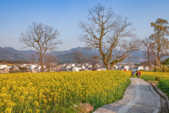 盧村春色