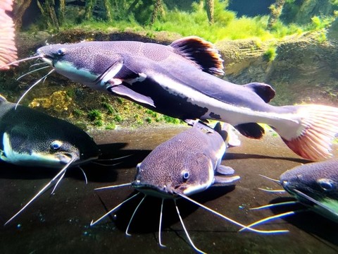 六須鯰魚