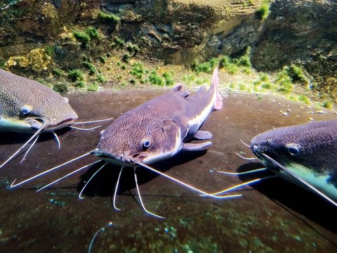 六須鯰魚