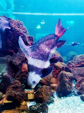 海洋魚