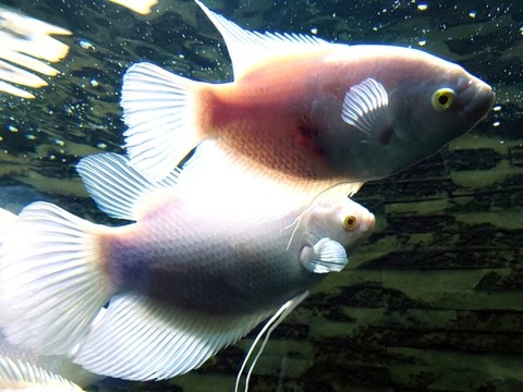 招財(cái)魚