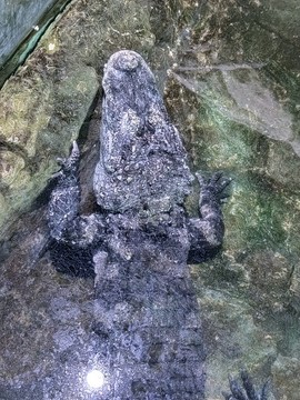 鱷魚