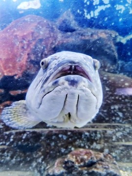 石斑魚