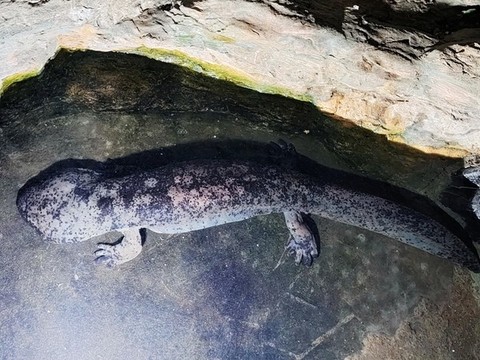 娃娃魚(yú)
