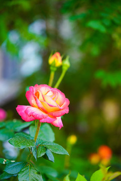 薔薇月季