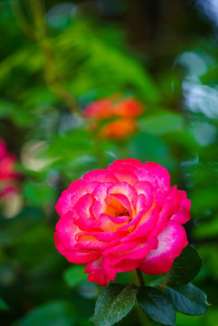 薔薇月季