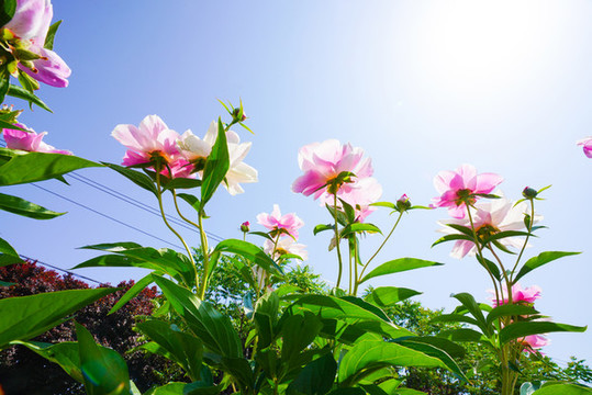 芍藥