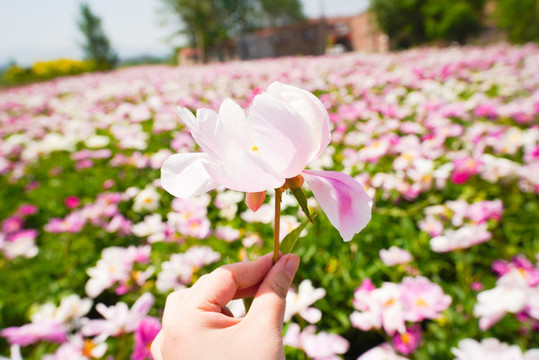 芍藥