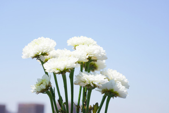 雛菊
