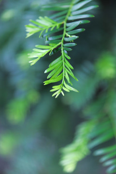 綠植葉子