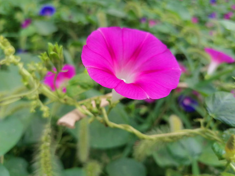 牽牛花