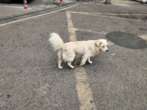 寵物狗