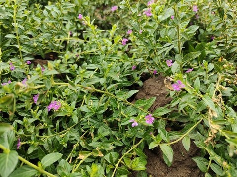 植物園林