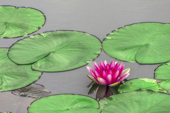 蓮花蓮葉