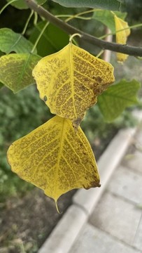 變黃的樹葉