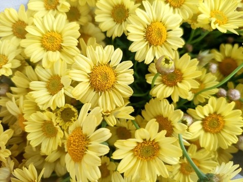 雛菊