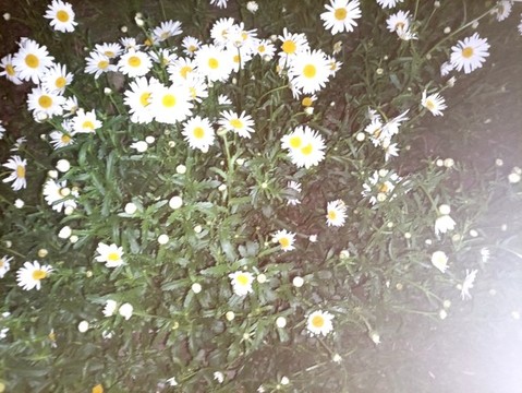 雛菊