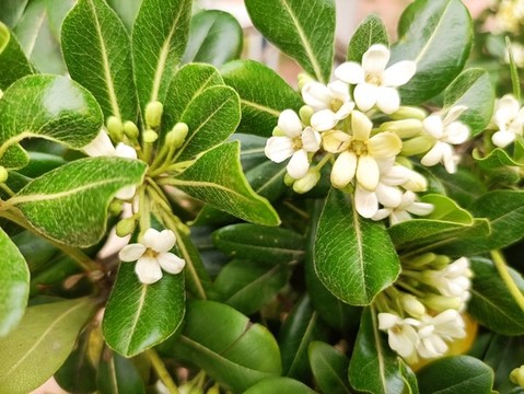 海桐花