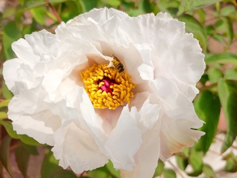 芍藥