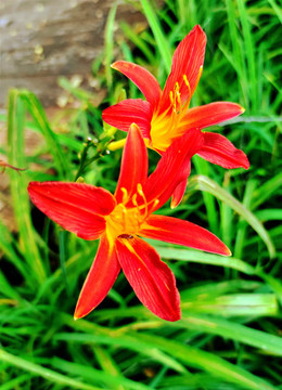 紅花