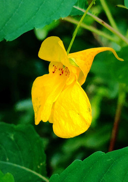 黃花