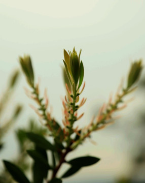枝葉發(fā)芽