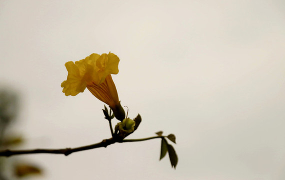 黃花風(fēng)鈴
