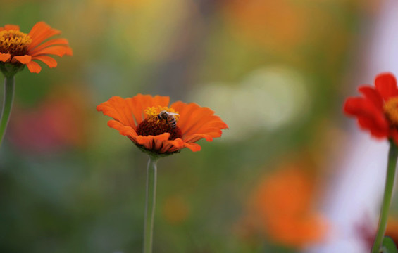 波斯菊
